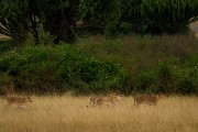 Lots of lion in the field